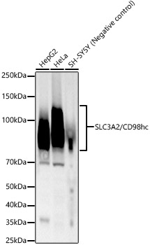 CD98/SLC3A2 Monoclonal Antibody
