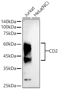 CD2 Monoclonal Antibody [1J3C2]