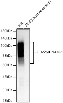 CD226/DNAM-1 Monoclonal Antibody [1G6Z6]