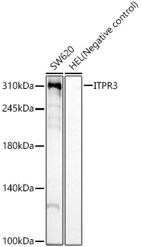 ITPR3 Monoclonal Antibody [9D3H2]