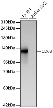 CD68 Monoclonal Antibody [9E8V7]