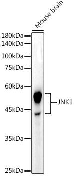 JNK1 Monoclonal Antibody [5G7Q8]