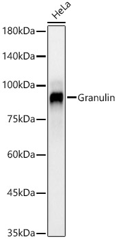 Granulin Monoclonal Antibody