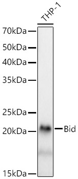 Bid Monoclonal Antibody [4P5U3]