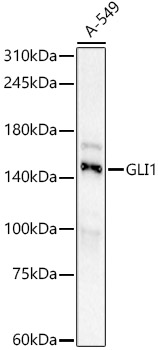 GLI1 Monoclonal Antibody [1E7Q2]
