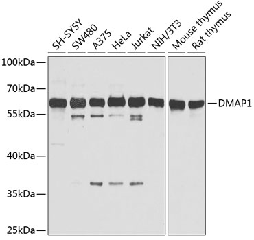 DMAP1 Polyclonal Antibody