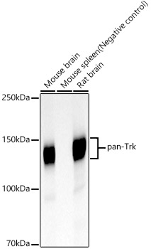 pan-Trk Monoclonal Antibody [3D4C1]
