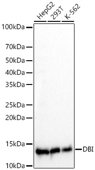 DBI Monoclonal Antibody