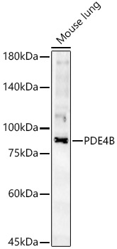 PDE4B Polyclonal Antibody