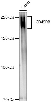 CD45RB Polyclonal Antibody