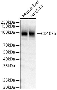 CD107b Polyclonal Antibody