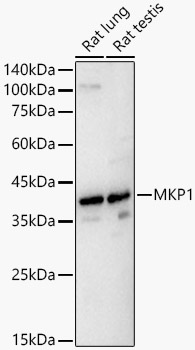 MKP1 Polyclonal Antibody