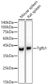 Tgfb1 Polyclonal Antibody