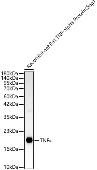 TNFa Polyclonal Antibody