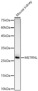 METRNL Polyclonal Antibody