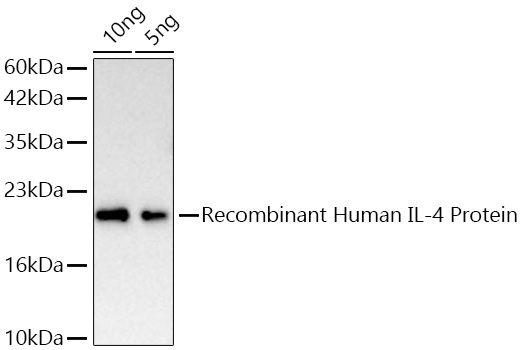 IL4 Monoclonal Antibody
