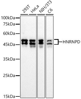 HNRNPD Monoclonal Antibody [7L9L9]