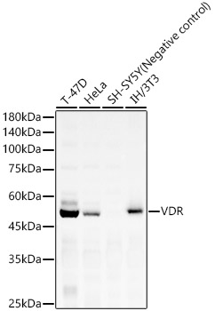 VDR Monoclonal Antibody [6W10Z5]