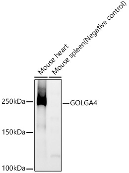 GOLGA4 Monoclonal Antibody [8J4K1]