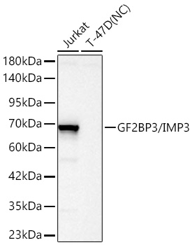 IGF2BP3/IMP3 Monoclonal Antibody [4T4X7]