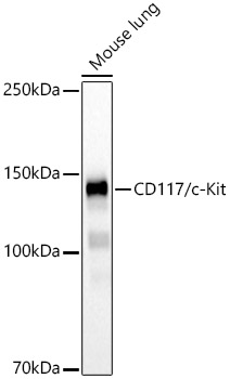 CD117/c-Kit Monoclonal Antibody [5J7A4]