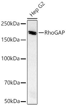 RhoGAP Monoclonal Antibody [3L9I3]
