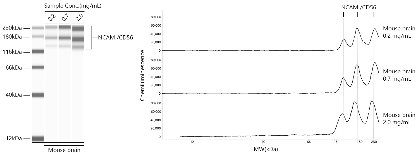 NCAM /CD56 Monoclonal Antibody [7H7S8]