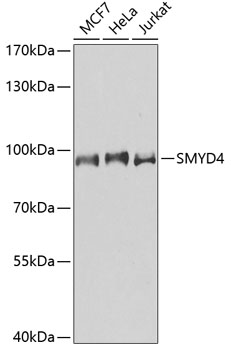 SMYD4 Polyclonal Antibody