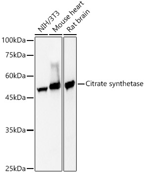 Citrate synthetase Monoclonal Antibody [1I2H5]