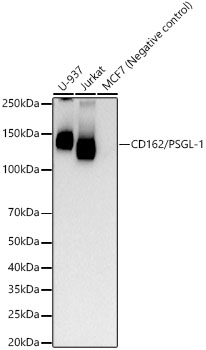 CD162/PSGL-1 Monoclonal Antibody [8C3X6]