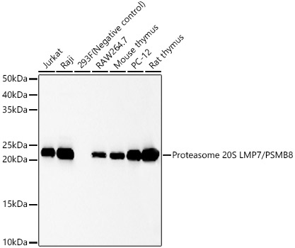 Proteasome 20S LMP7/PSMB8 Monoclonal Antibody [1W6R9]