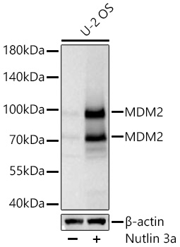 MDM2 Monoclonal Antibody [3N0U4]