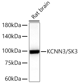 KCNN3/SK3 Monoclonal Antibody [3G7W0]
