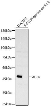 AGER Monoclonal Antibody