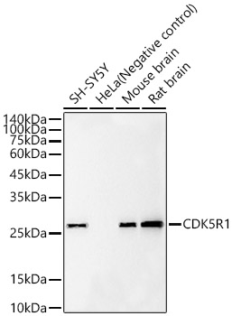 CDK5R1 Monoclonal Antibody [1E6C1]