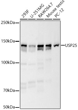 USP25 Monoclonal Antibody [8Z3B6]