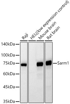 Sarm1 Monoclonal Antibody [3Q6W4]