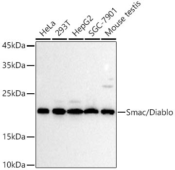 Smac/Diablo Monoclonal Antibody [1M3S6]