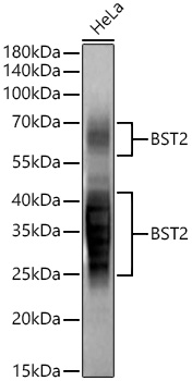 BST2 Monoclonal Antibody [4L6O2]
