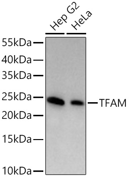 TFAM Monoclonal Antibody [8O1U0]