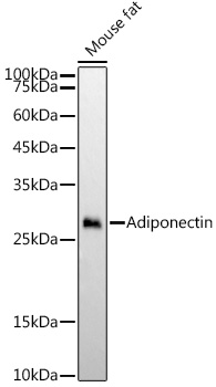 Adiponectin Monoclonal Antibody&nbsp;<img src="images/icon_newarrival.gif" alt="new" border="0">