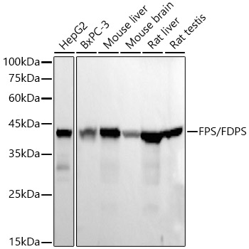 FPS/FDPS Monoclonal Antibody [1S6F4]