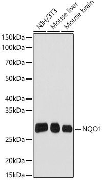 NQO1 Monoclonal Antibody