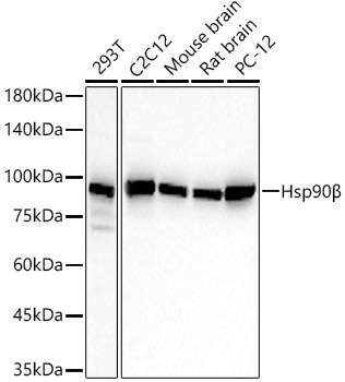 Hsp90B Monoclonal Antibody [7C6J0]