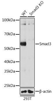 Smad3 Monoclonal Antibody [7L6K7]
