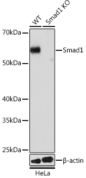 Smad1 Monoclonal Antibody [4W2M9]