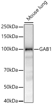 GAB1 Monoclonal Antibody [5C5Q1]
