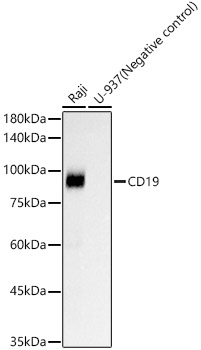 CD19 Monoclonal Antibody