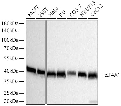 eIF4A1 Monoclonal Antibody [3T7U10]