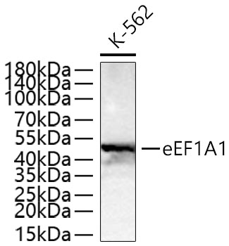 eEF1A1 Monoclonal Antibody [8G4Q9]